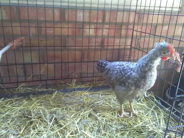Image 3 of Pure Bred Cream Legbar Cockerell Chick 10 weeks old