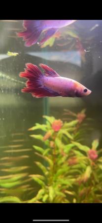 Image 5 of Betta fish - Majoirty males available