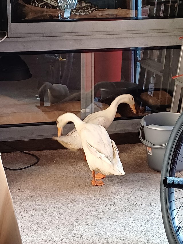 Preview of the first image of 2 female Indian runner ducks for rehoming no more timewaster.
