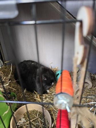 Image 5 of Two bunnies for sale on own or with hutch