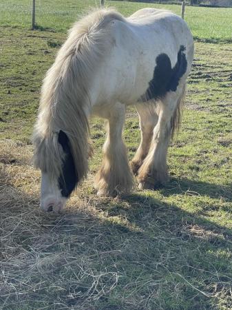 Image 4 of Lovely Male pony for sale