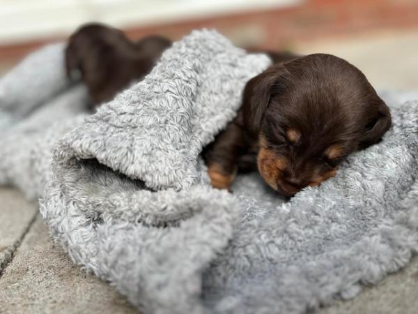 Image 14 of Quality Chocolate miniature dachshund puppies