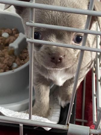 Image 6 of Chihuahua puppy ready now