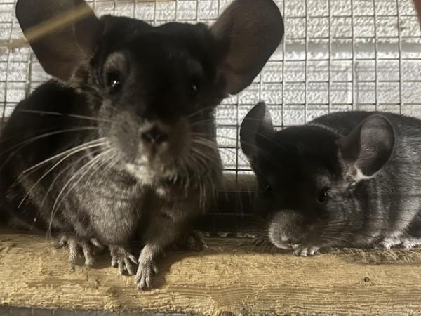 Image 2 of Beautiful Chinchillas for sale