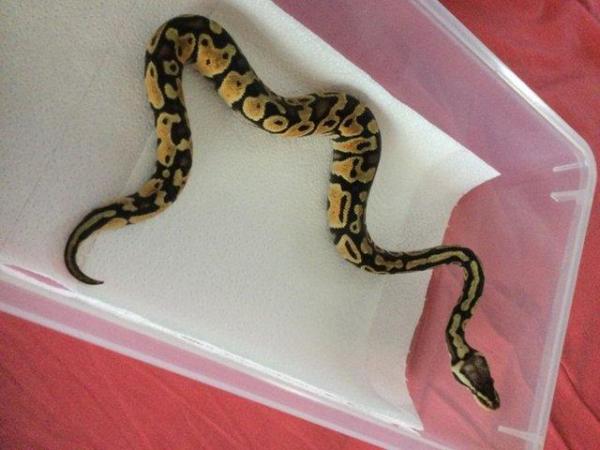 Image 4 of Pastel Mojave het ghost baby ball python