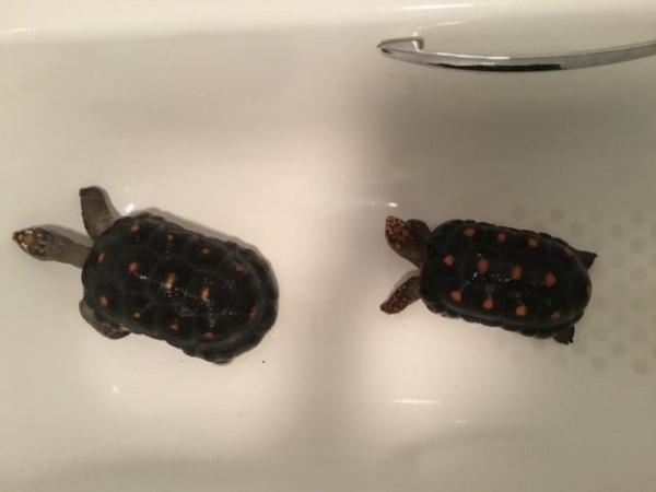 Image 8 of 2 male redfoot tortoises for sale