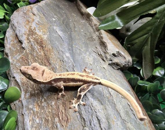 Image 6 of Stunning collection of lily whites/normal crested gecko's
