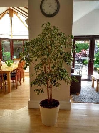 Image 1 of Ficus "Weeping Fig" House Plant