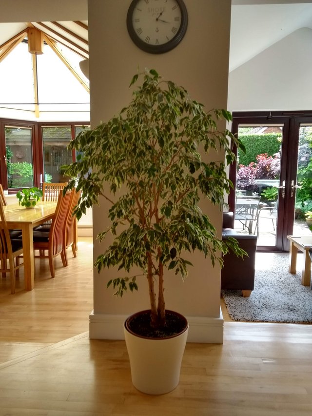 Preview of the first image of Ficus "Weeping Fig" House Plant.