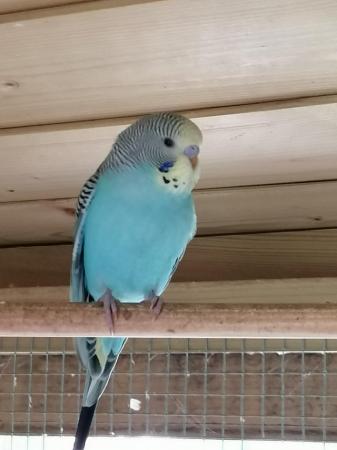 Image 5 of Young budgies, budgerigars, easily hand tamed