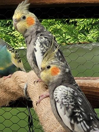 Image 2 of Young Cockatiels for Sale