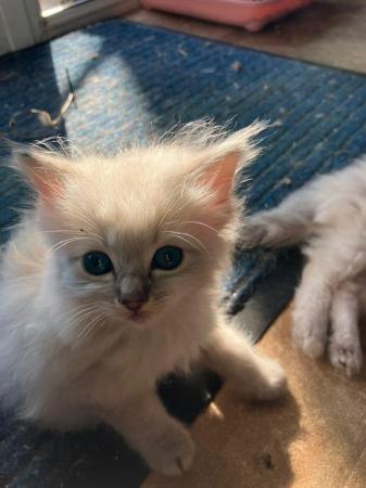 Image 5 of Pure ragdoll kittens. Ready to leave now