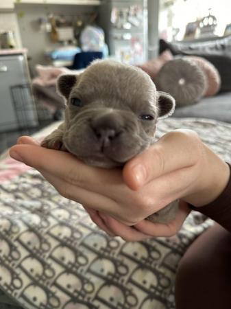 Image 30 of French bulldog Puppys quality litter PP avail