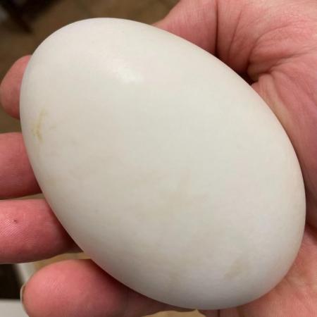 Image 1 of Pure breed Embden Goose Eggs