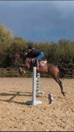 Image 8 of 9yo thoroughbred mare for share