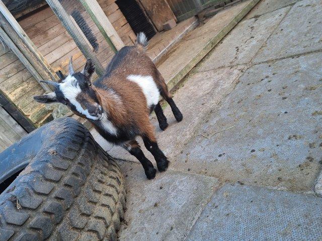 Preview of the first image of Tri colours pygmy goat female.