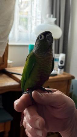 Image 6 of Handreared baby conures Various different mutations avaiable
