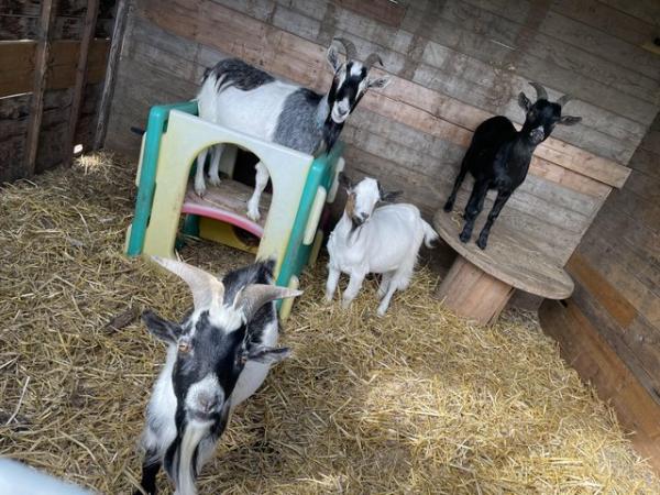 Image 1 of 4 goats for sale 1 Billy, 1 nanny, 2 wethers