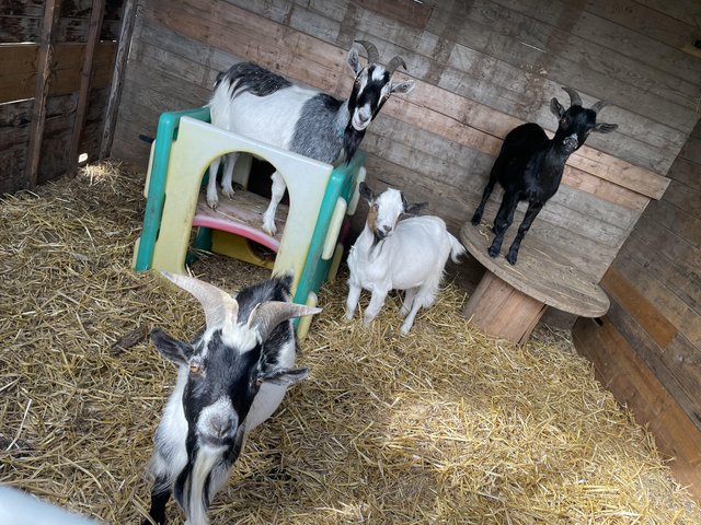 Preview of the first image of 4 goats for sale 1 Billy, 1 nanny, 2 wethers.