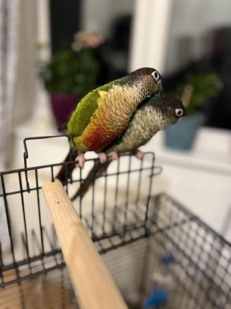 Image 4 of Conures for sale male and female