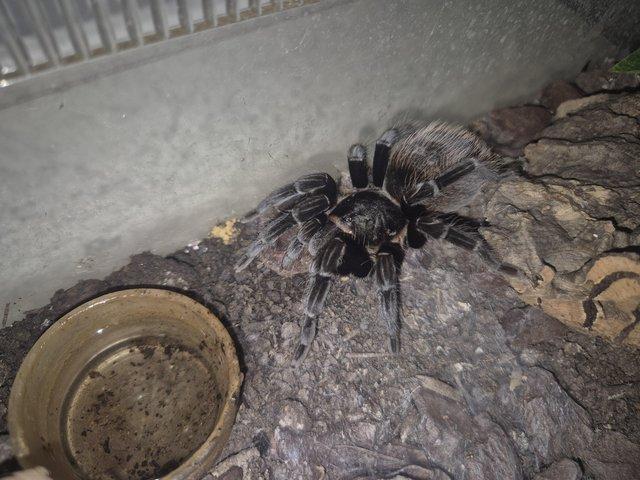 Yucutan red rump female tarantula — Pets & Animals in Witham