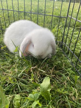 Image 6 of Mini lop baby rabbits **ready now** only 2 girls left