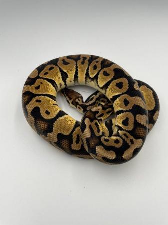 Image 4 of Cb 2022 ball pythons hatchlings