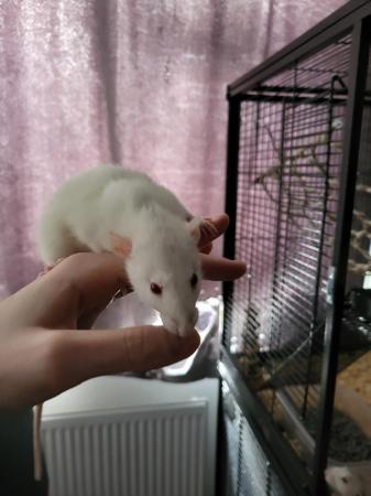 Image 5 of Two 6 month old girl rats