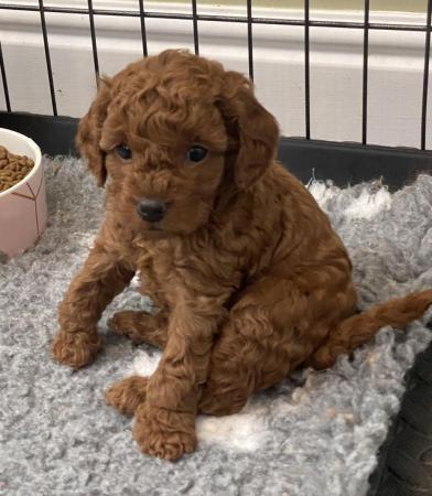 Image 12 of Gorgeous,Deep Red,Health tested Cavapoo pups
