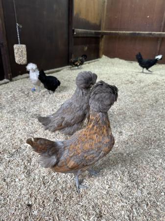 Image 9 of Young bantam hens, variety of colours and breeds