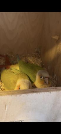 Image 3 of Beautiful pairs conures for sale
