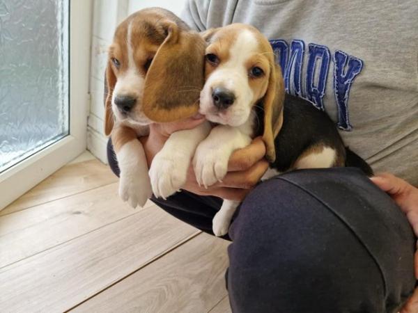 Image 15 of Adorable beagle puppy - ready for a new home