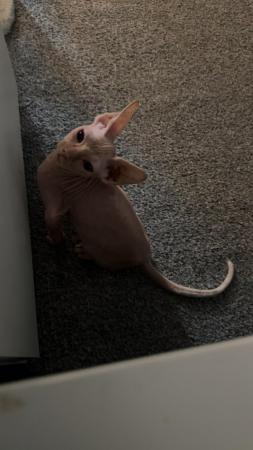 Image 6 of 1 Sphynx kitten looking for new home.