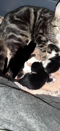 Image 6 of Black and white tabby kittens