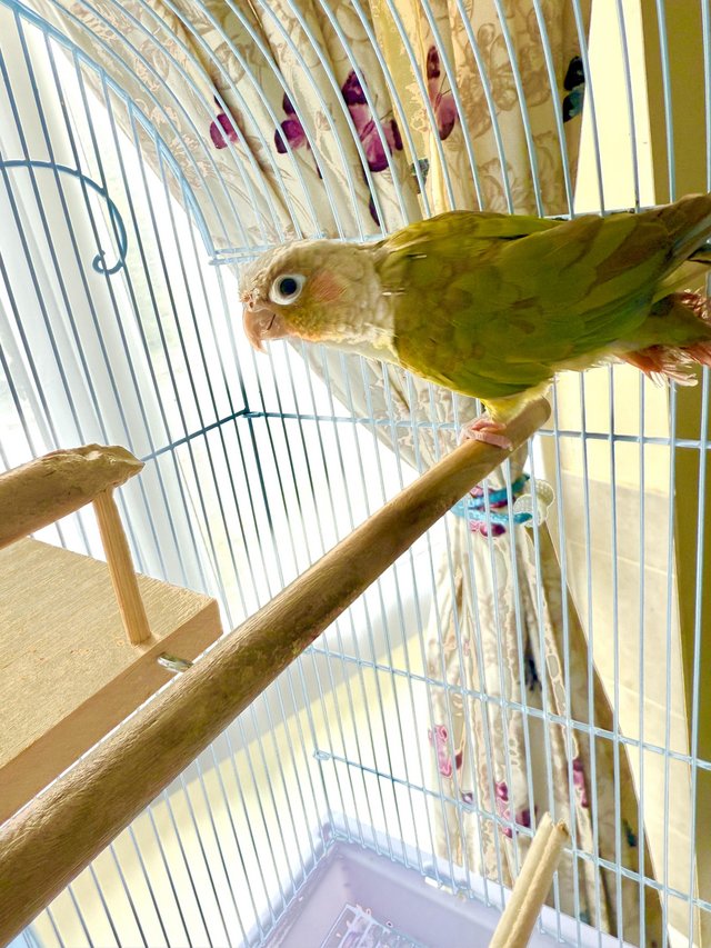 1 year old female pineapple conure comes with everything 