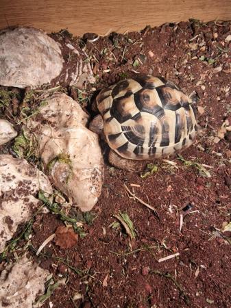 Image 9 of Two year old Hermann Tortoise with all the equipment