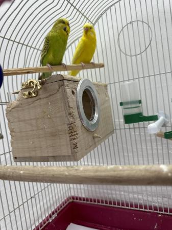 Image 5 of 1 year old budgies . A male and a female