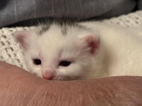 Image 2 of White Kittens available