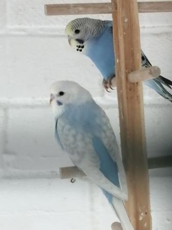 Image 1 of BABY BUDGIES for sale male and female £20each