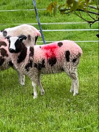 Image 2 of 7 Jacob pedigree, registered, ewe lambs
