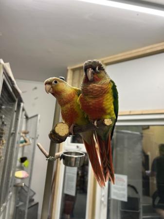 Image 6 of Hand Reared Baby Green Cheek Conures At Urban Exotics
