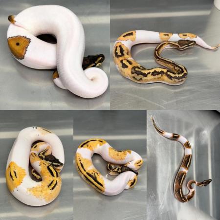 Image 5 of Stunning High End Snakes For Sale
