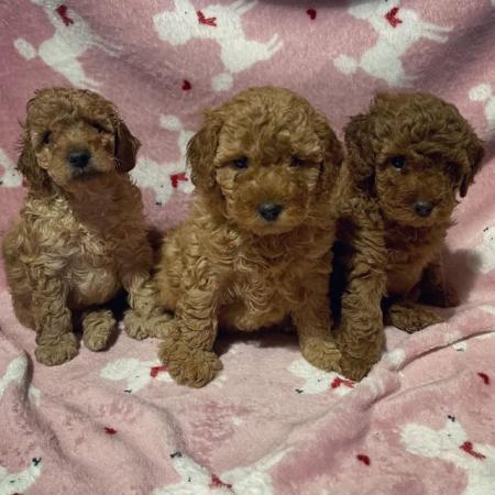 Image 5 of Kc reg miniature poodles for sale