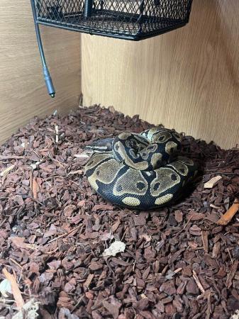Image 4 of approx 2 year old female (ball )royal  python.