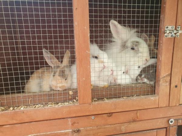Image 7 of Baby lionhead rabbits ready now