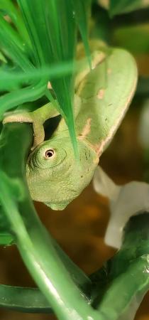 Image 7 of Yemen Chameleon babies, READY N0W £50 male and female avail