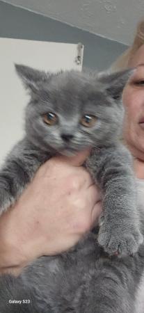 Image 6 of British shorthair blue kittens ready to leave now