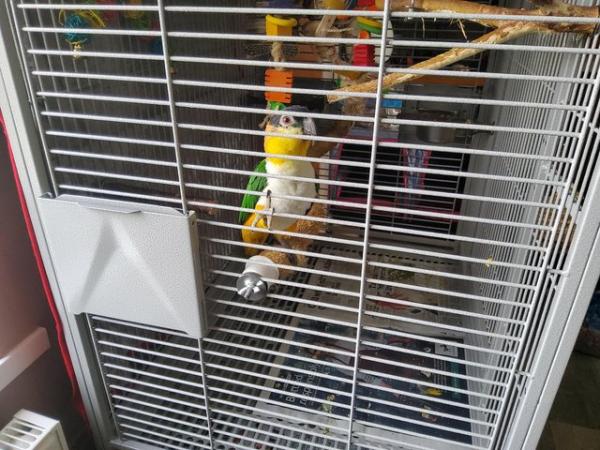 Image 5 of Very Tame Female black headed Caique