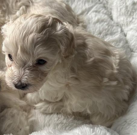 Image 6 of Stunning F1Rare Health Tested Merle Maltipoo Puppies