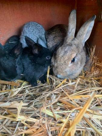 Image 7 of Rabbit  (black  female) looking for a new home, £10